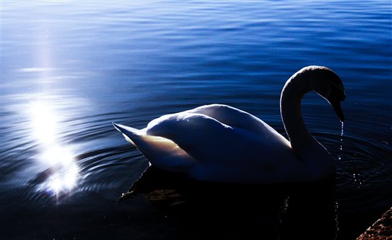 C01-天鹅湖-刘雪璐